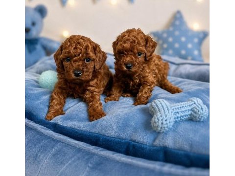 Orjinal tertemiz ev üretimi toy poodle