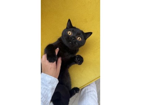 Black british shorthair