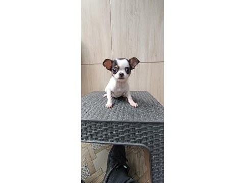 Safkan elma kafa teacup yavru chihuahua