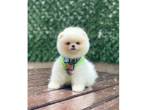 Pomeranian teddy face yavrular