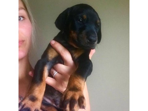 Ev ortamında doğan bebek köpeklerim yeni evini arıyor