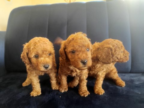 Mükemmel toy poodle yavrularımız