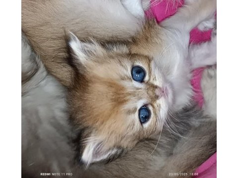 British longhair safkan yavrular