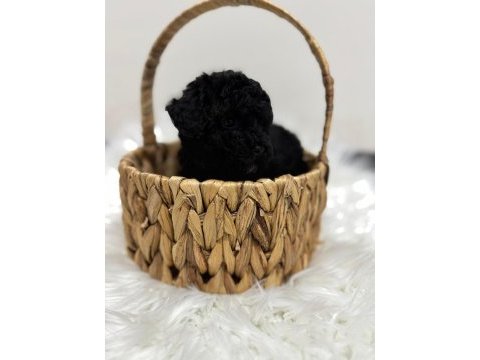 Siyah toy poodle yavrularımız