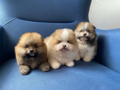 Erkek güzelleri pomeranian