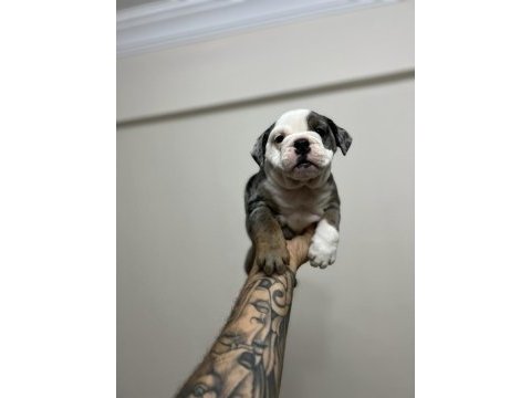 Exotic ingiliz bulldog yavrularımız