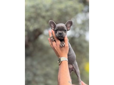 French bulldog yavrularımız