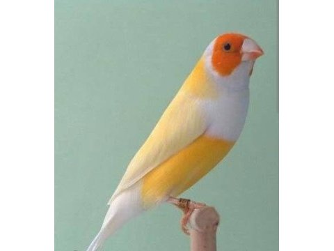 Goldian finch mutasyon erkek ve dişi takım