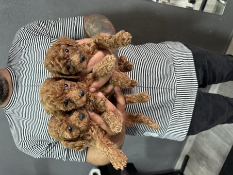 Bursa toy poodle