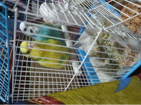 Muhabbet kuşu çift kafes yuvalık suluk yemlik