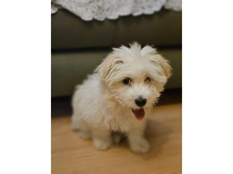 Köpeğimiz 3 aylık dünya tatlısı