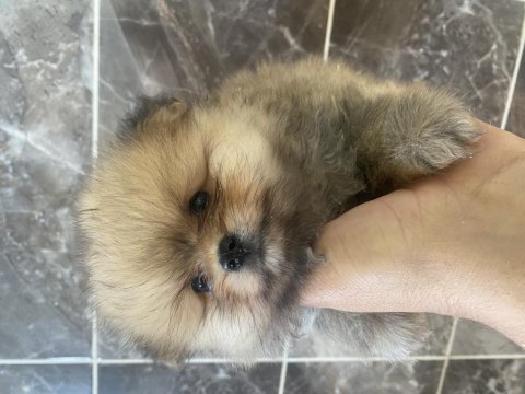 Orjinal ayı surat pomeranian boo yavrular