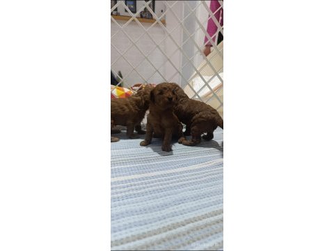 Kıvır kıvır poodle yavrularımız