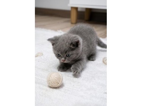50 günlük british shorthair bebek