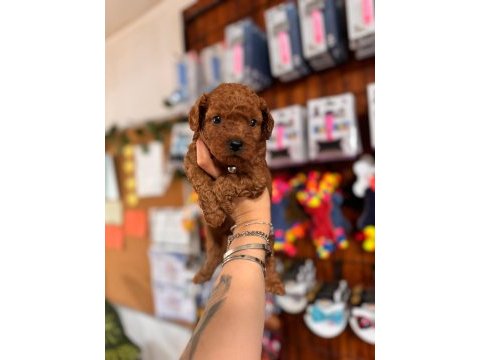 Muhteşem toy poodle bebekler