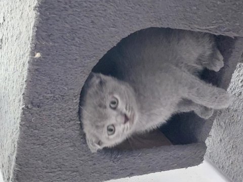 Son 2 adet dişi scottish fold topkafa yavrular
