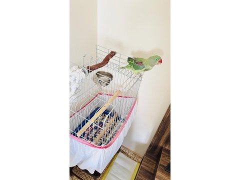 11 aylık alexander full evcil elazığ