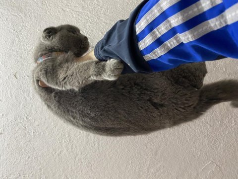 Scottish fold 11 aylık dişi