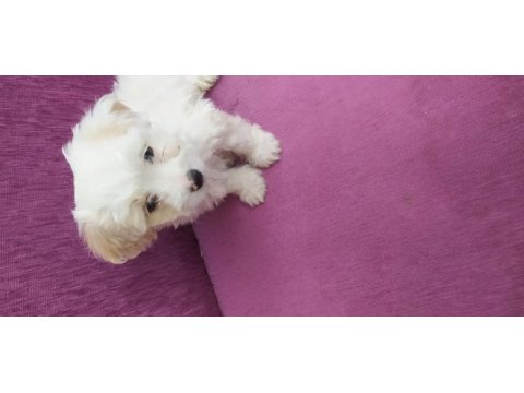 Maltese terrier 2 aylık yavrumuz