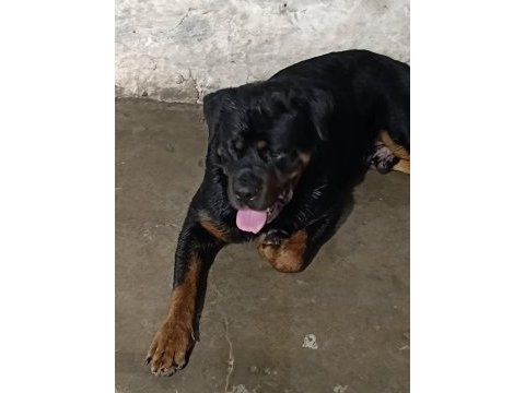 Koca kafa anne babadan iri ve kaliteli rottweiler yavrular