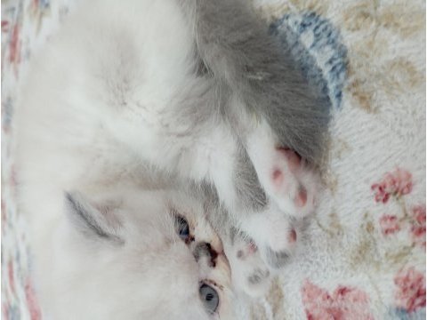 Exotic shorthair yavrularım yeni yuvalarını arıyor