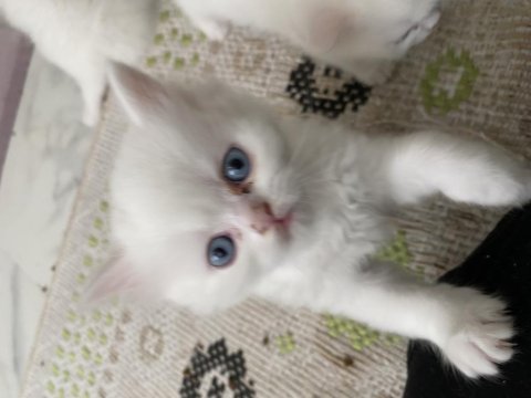 British shorthair kedilerimi sahiplendiriyorum