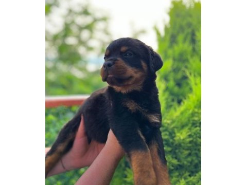 Üst kalite fcı-kıf kayıtlı scr li rottweiler yavrularım