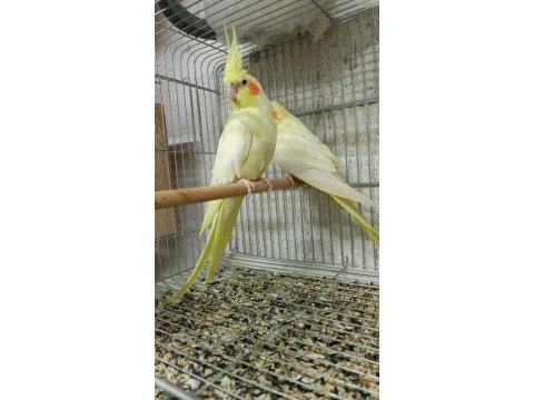 Yavru yetişkin ve çift sultan papağanlar