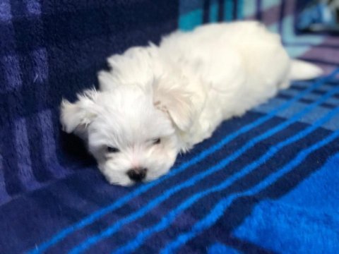 Maltese terrier adrese teslim, kapıda ödeme yapabilirsiniz