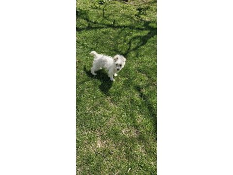 Dişi maltese terrier köpeğimiz yeni sahibini arıyor