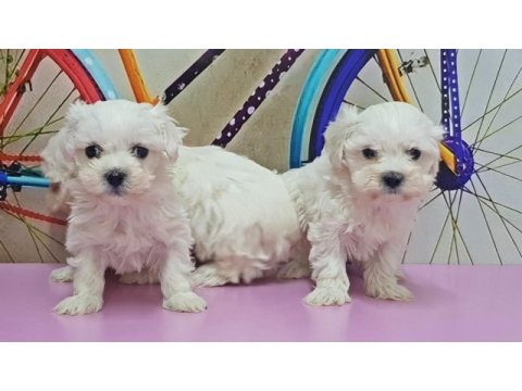 Maltese terrier yavru köpeğimiz
