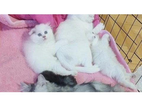 Scottish fold beyaz üzün tüylü mavi gözlü dişi