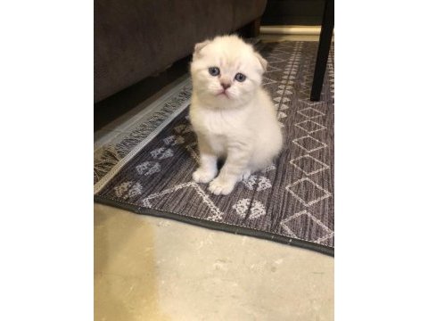 Adı gibi şirin scottish fold