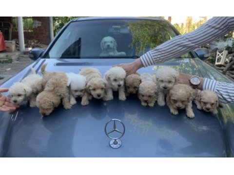 Güzel maltipoo maltese bebekler yeni yuvalarını arıyor