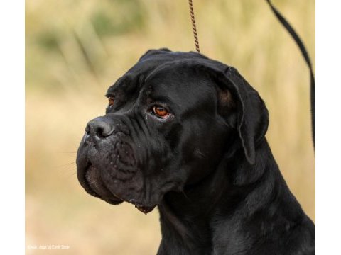 Irk ve sağlık garantili şecere belgeli cane corso