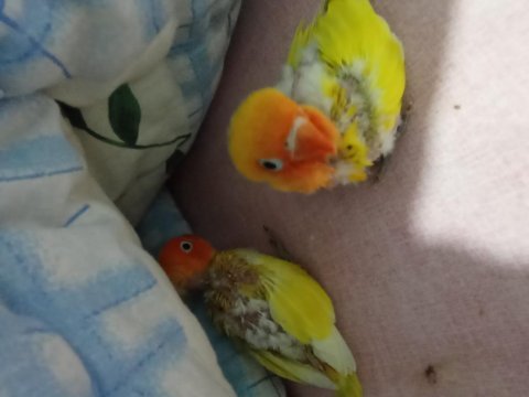 Bebek cennet papağanı