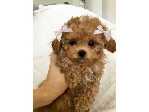 Kaliteli maltipoo yavrularımız