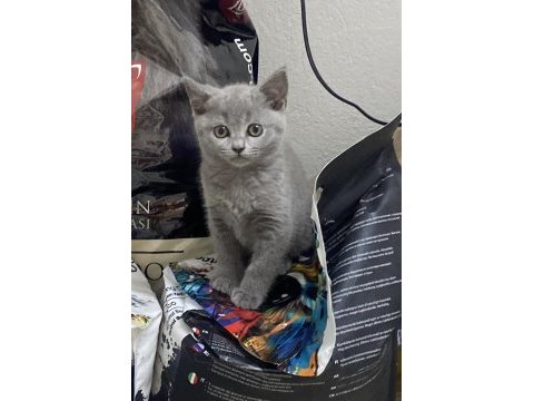 Irk ve sağlık garantili british shorthair