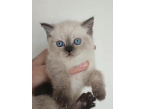 Blue point british shorthair