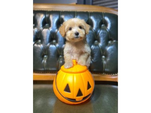 Safkan orjinal a class maltipoo