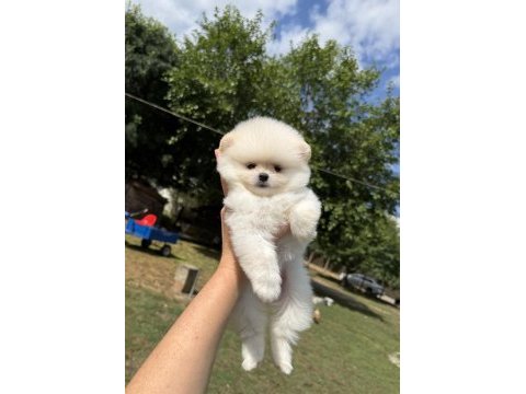 Ayı surat pomeranian boo