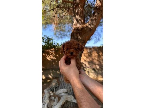 Şecereli ırk ve sağlık garantili toy poodle yavrularımız