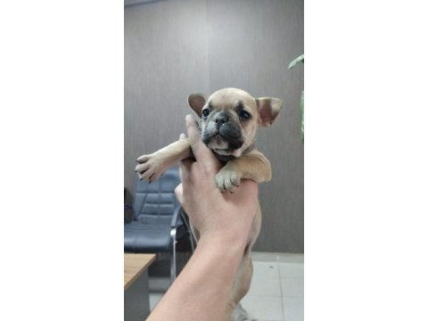 Uyguna kaliteli fawn dişi french bulldog