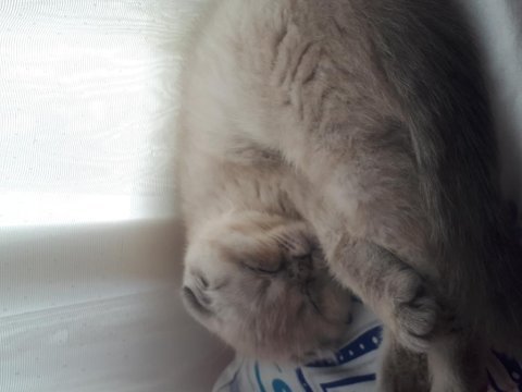 3 aylık scottish fold kedisi