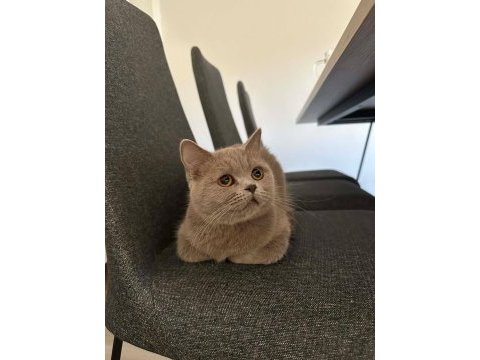 Lilac british shorthair kedimize aile arıyoruz.