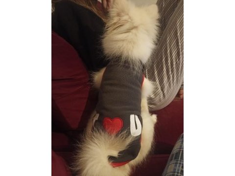 4 aylık spitz dişi köpeğimiz
