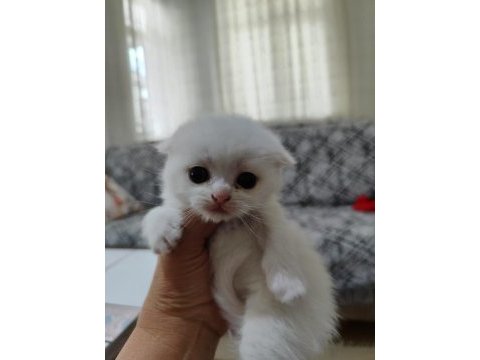 Scottish fold ve scottish straigt erkek yavrular