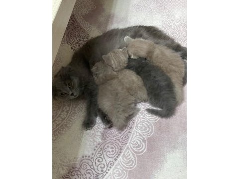 Uzun tüylü scottish fold