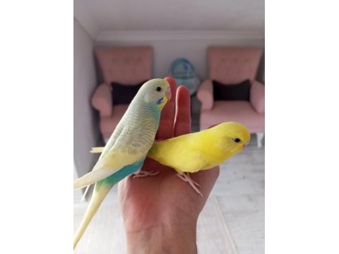Sağlıklı yavru veya damızlık muhabbet kuşlar