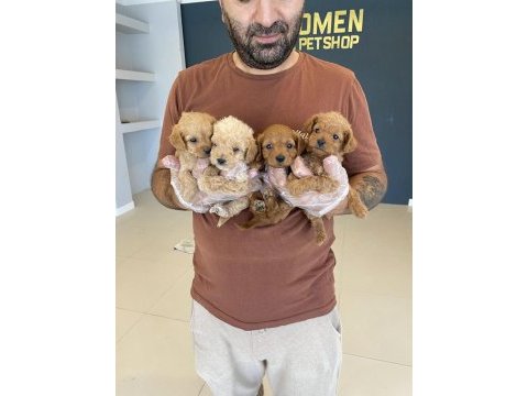 Wc egitimli maltipoo yavrularımız dişi erkek ankara